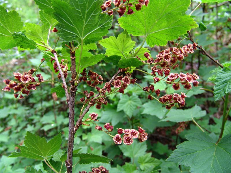 Image of Ribes biebersteinii specimen.