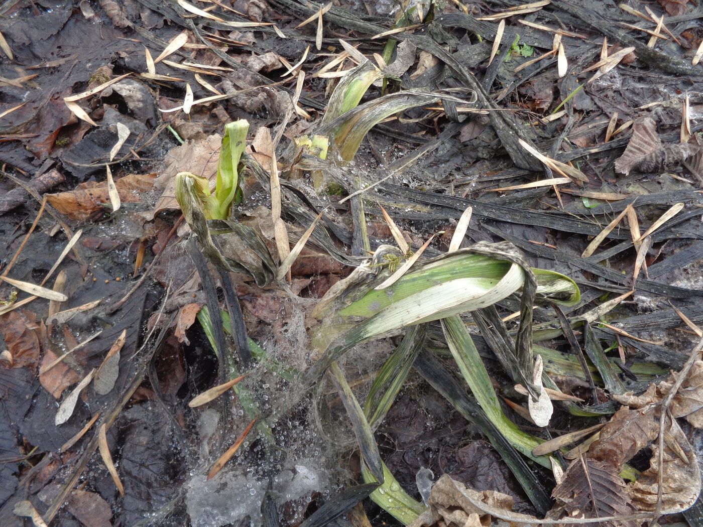 Image of Hemerocallis × hybrida specimen.