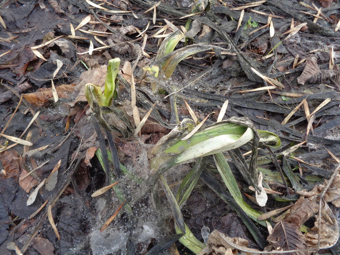 Изображение особи Hemerocallis &times; hybrida.