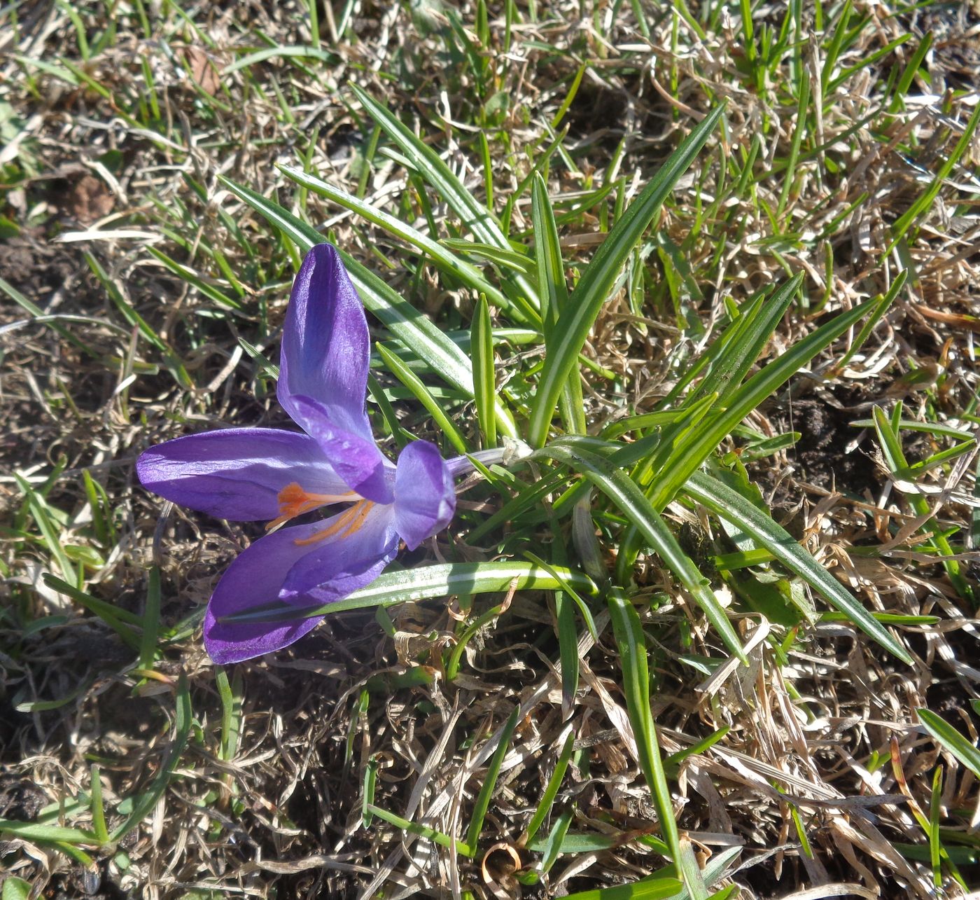 Image of genus Crocus specimen.