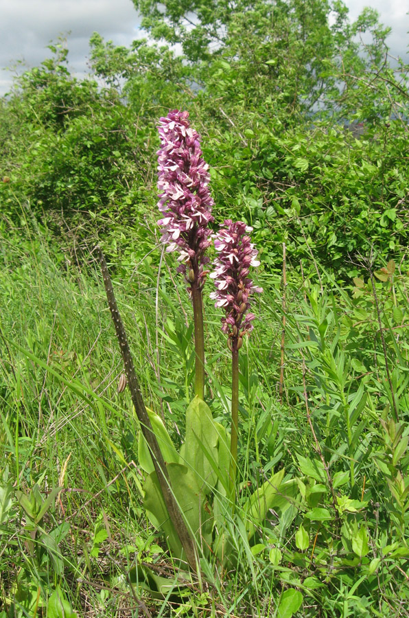 Image of Orchis purpurea ssp. caucasica specimen.