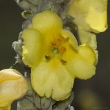 Verbascum densiflorum