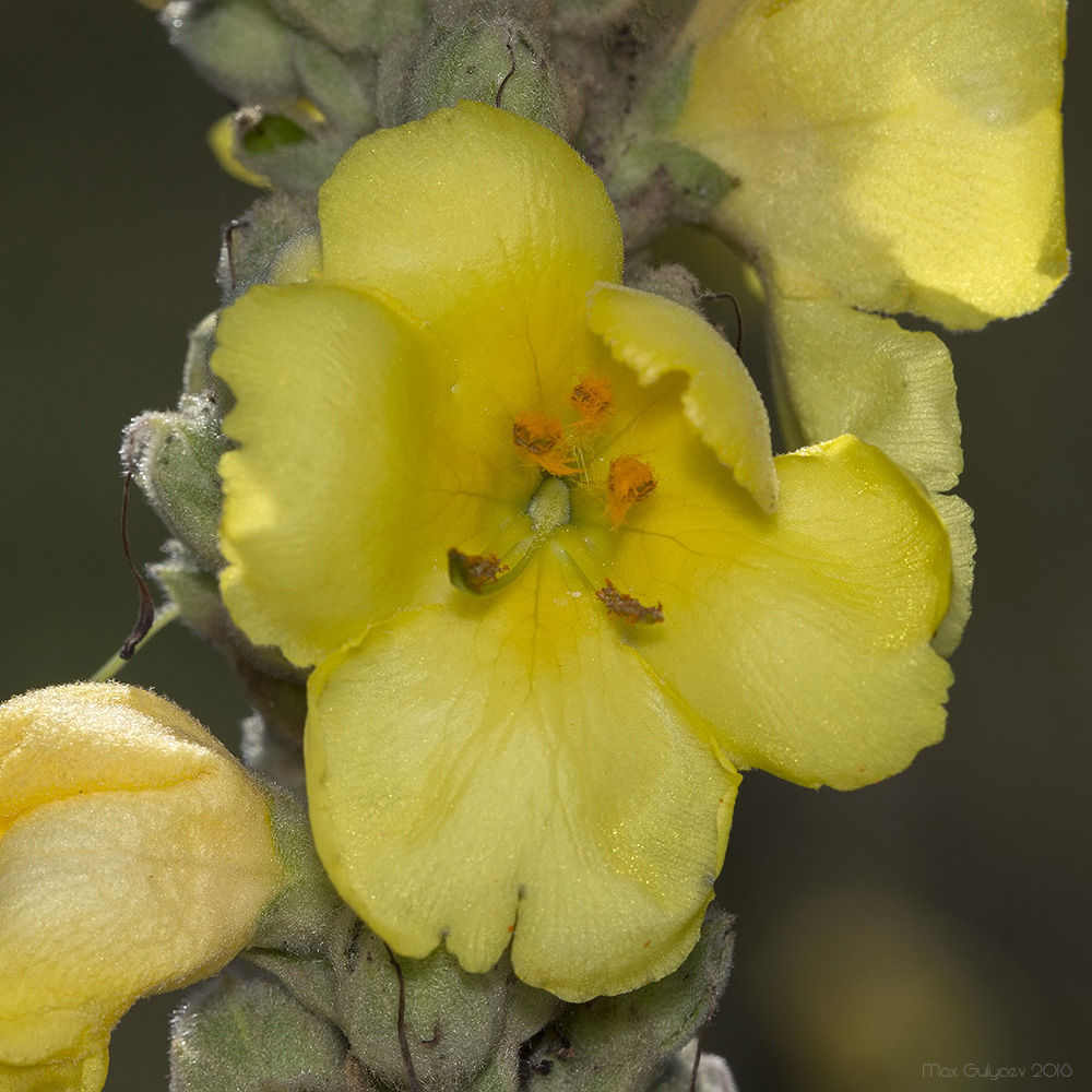 Image of Verbascum densiflorum specimen.