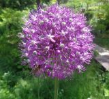 род Allium