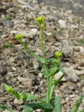 Myagrum perfoliatum