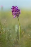 Anacamptis morio подвид caucasica. Цветущее растение. Крым, Керченский п-ов, Караларская степь, приморский степной склон. 30.04.2019.