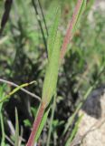 Polygala major