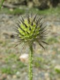 Dipsacus pilosus