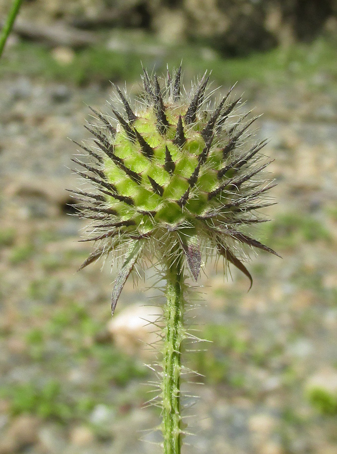 Изображение особи Dipsacus pilosus.