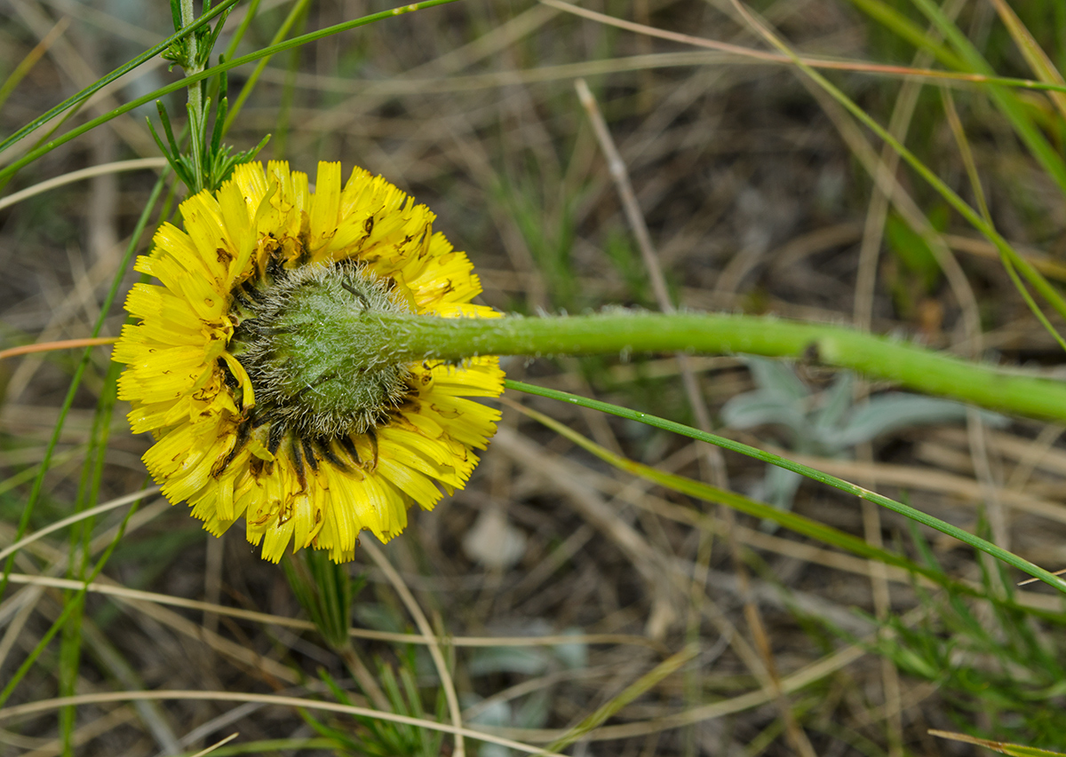 Изображение особи Trommsdorffia maculata.