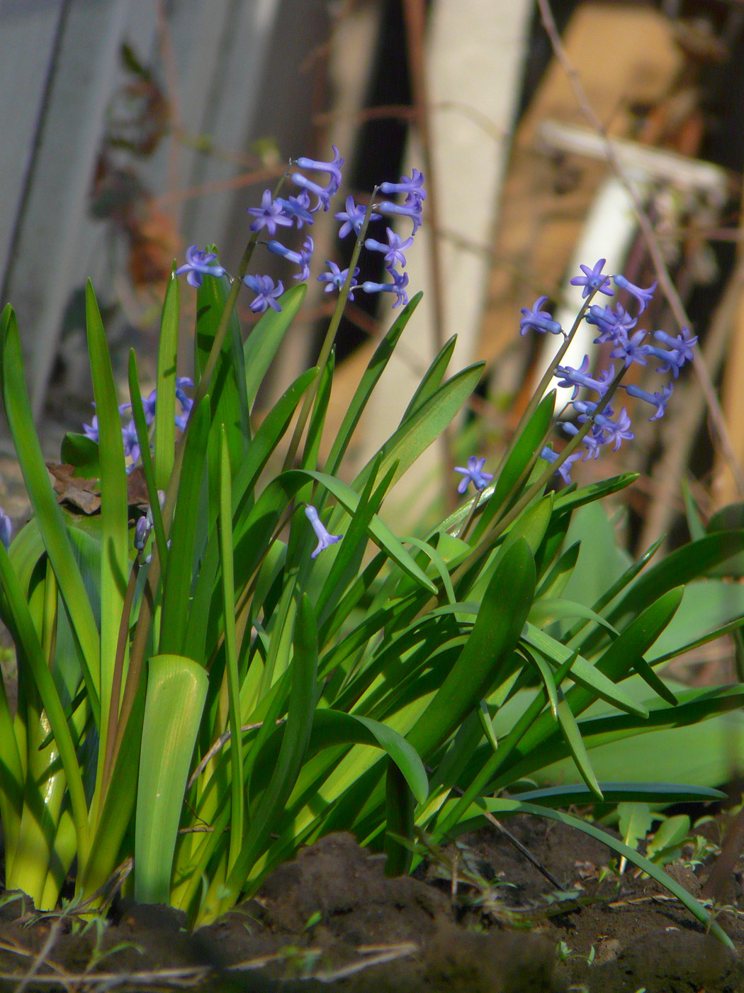 Image of Hyacinthus orientalis specimen.