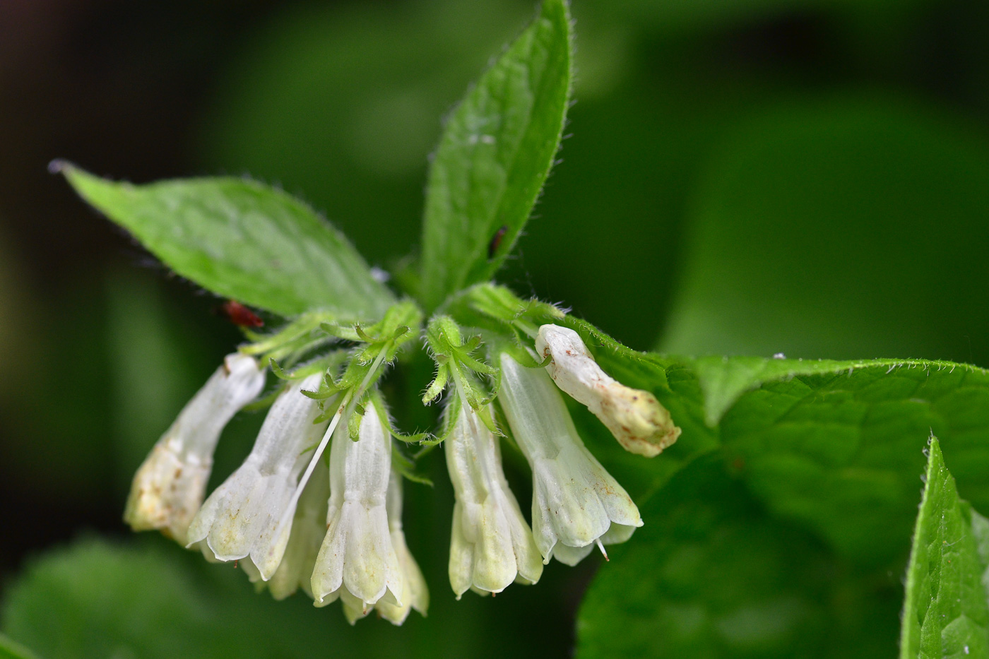 Изображение особи Symphytum grandiflorum.