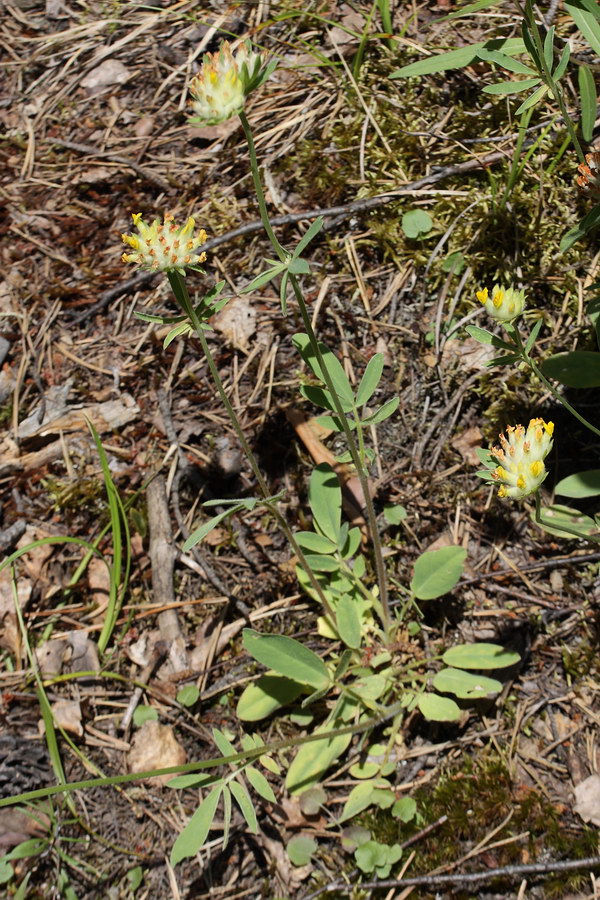 Image of Anthyllis macrocephala specimen.