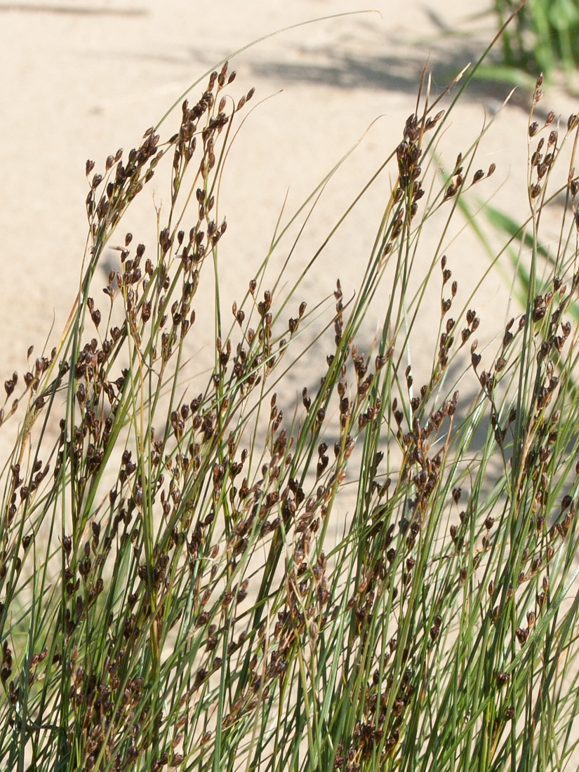 Image of Juncus gerardi specimen.