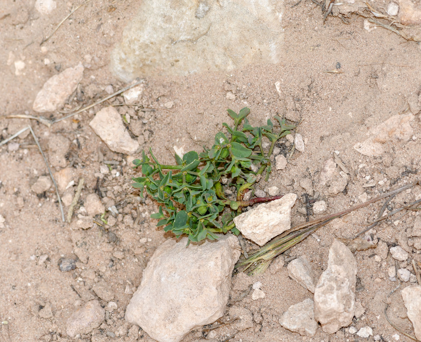 Image of Euphorbia chamaepeplus specimen.