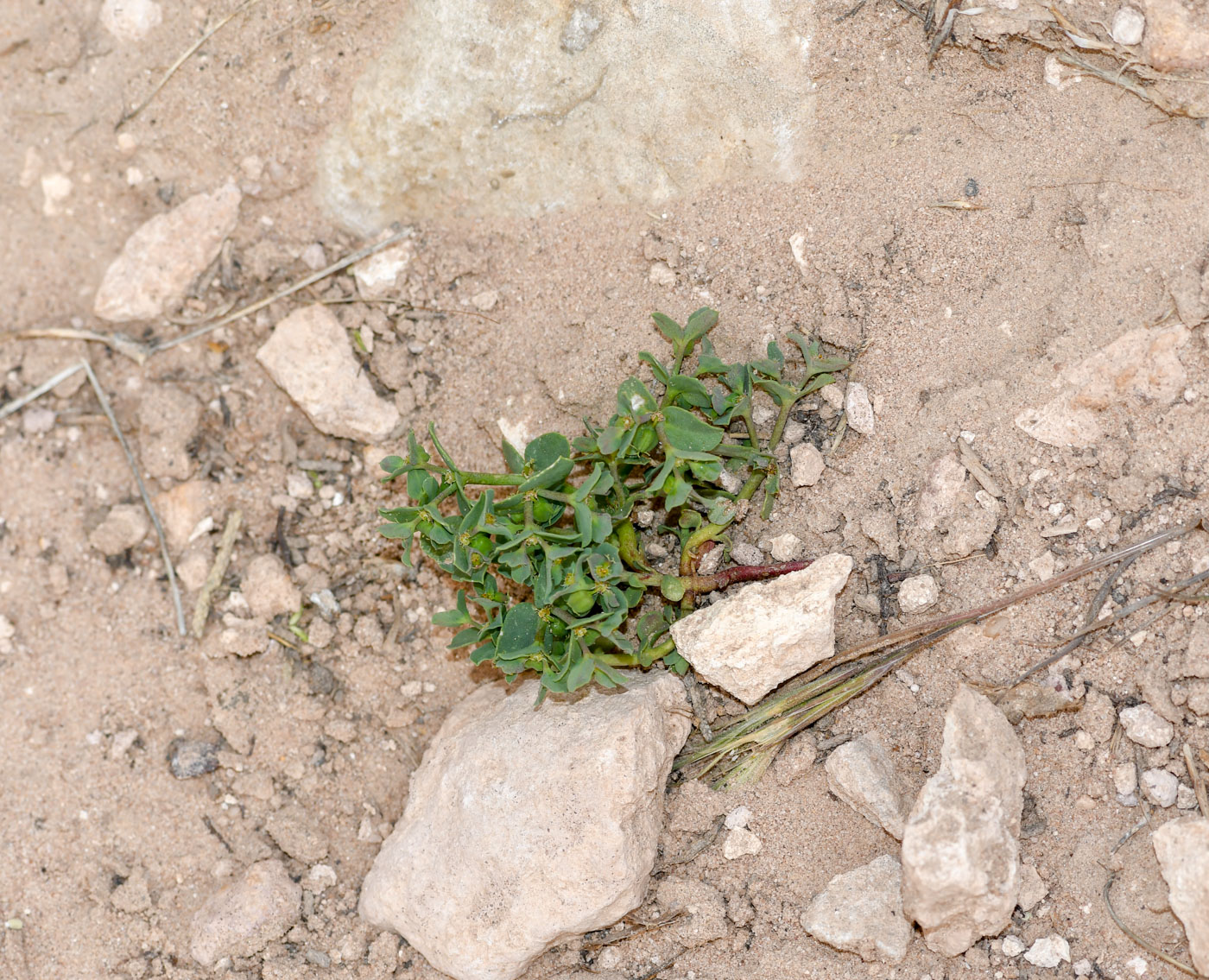 Изображение особи Euphorbia chamaepeplus.