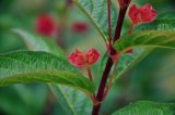 Lonicera разновидность ledebourii