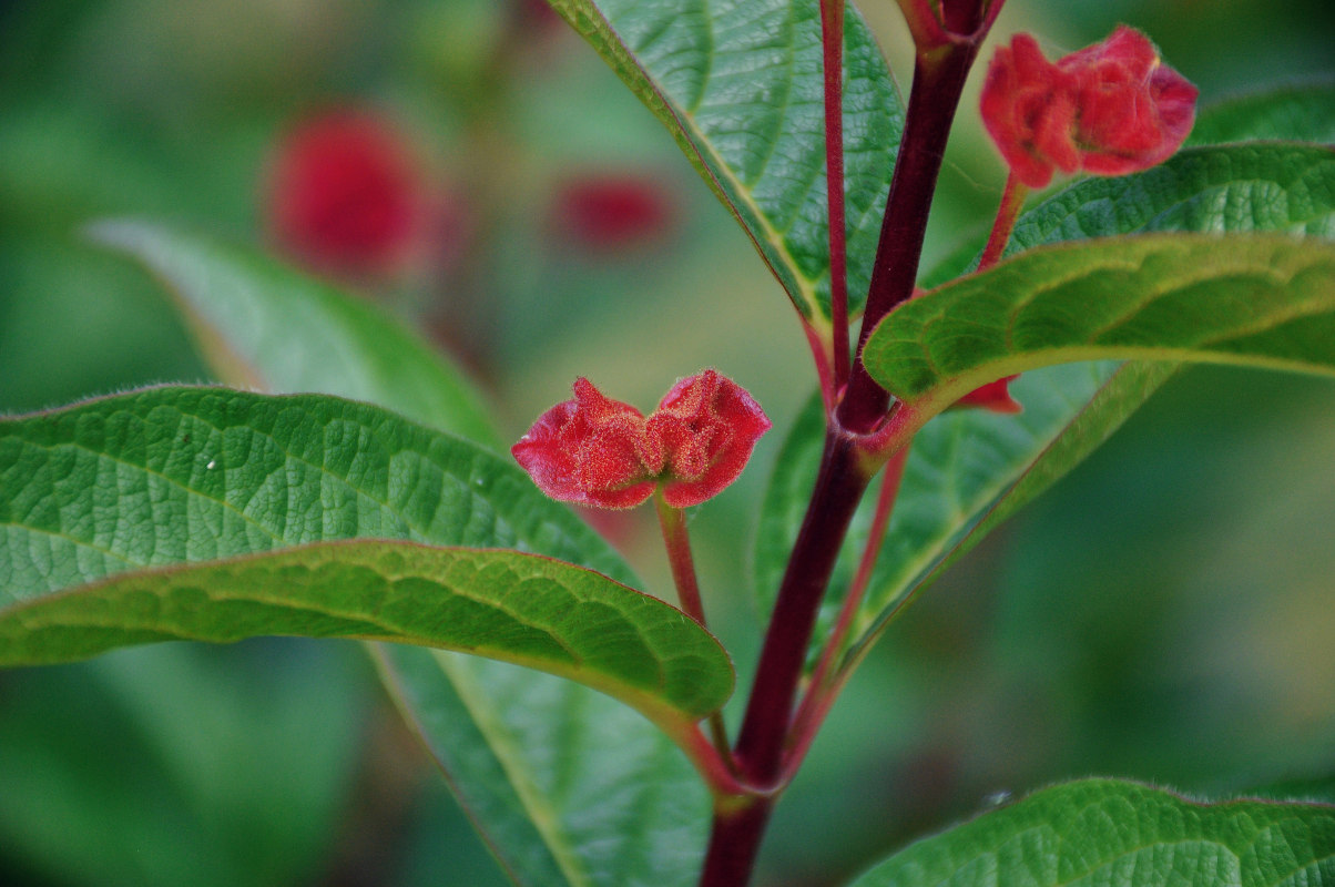 Изображение особи Lonicera involucrata var. ledebourii.