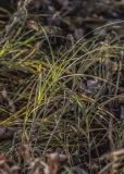 Carex atherodes