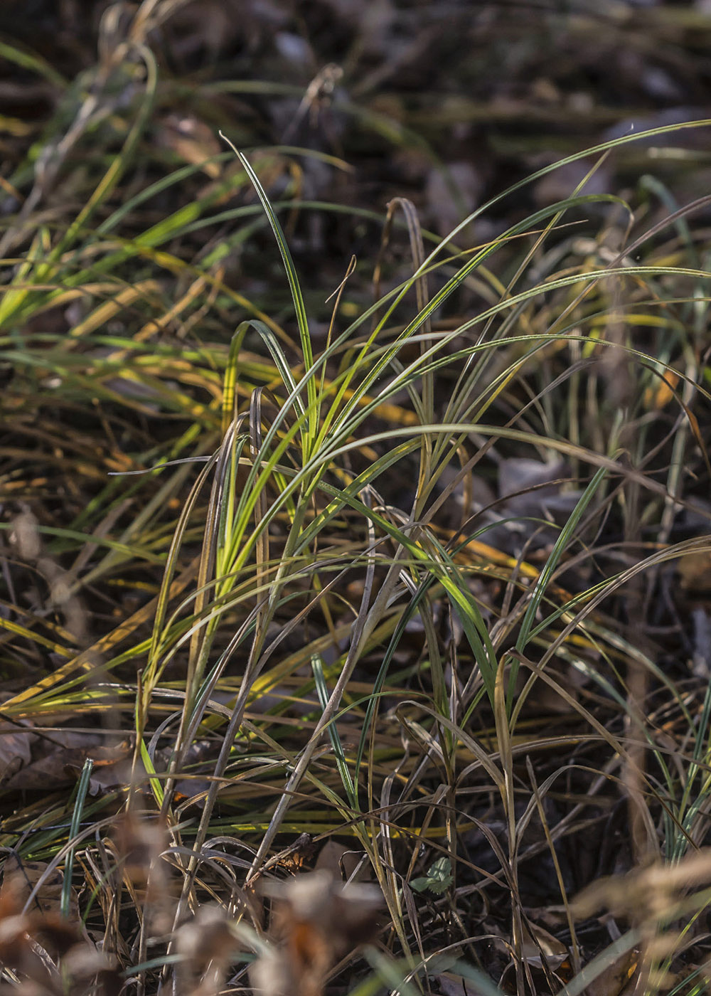 Image of Carex atherodes specimen.