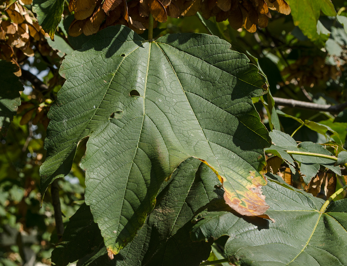 Image of Acer pseudoplatanus specimen.