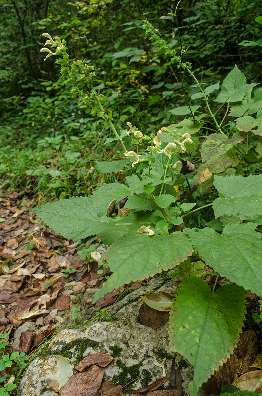 Изображение особи Salvia glutinosa.