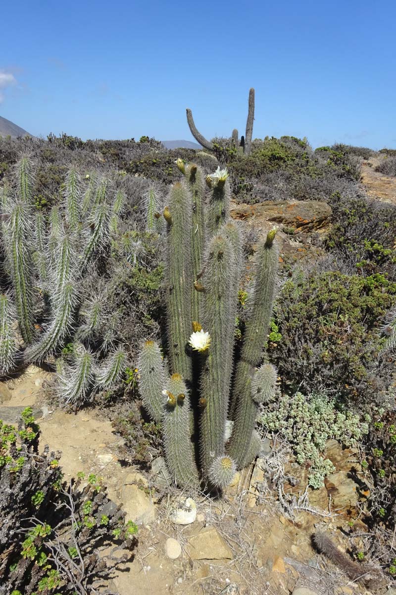 Image of Trichocereus chiloensis specimen.