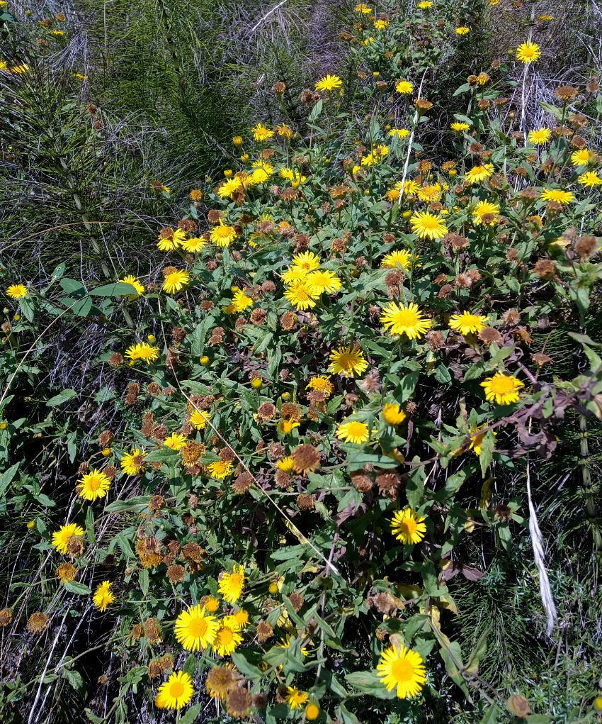 Изображение особи Inula aspera.