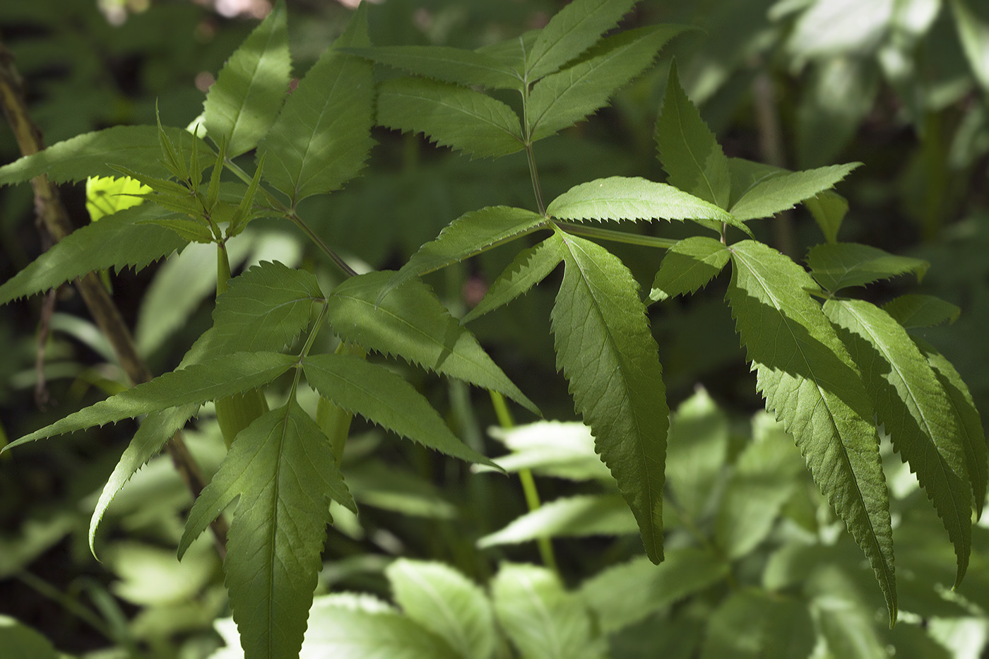 Изображение особи Angelica sachalinensis.