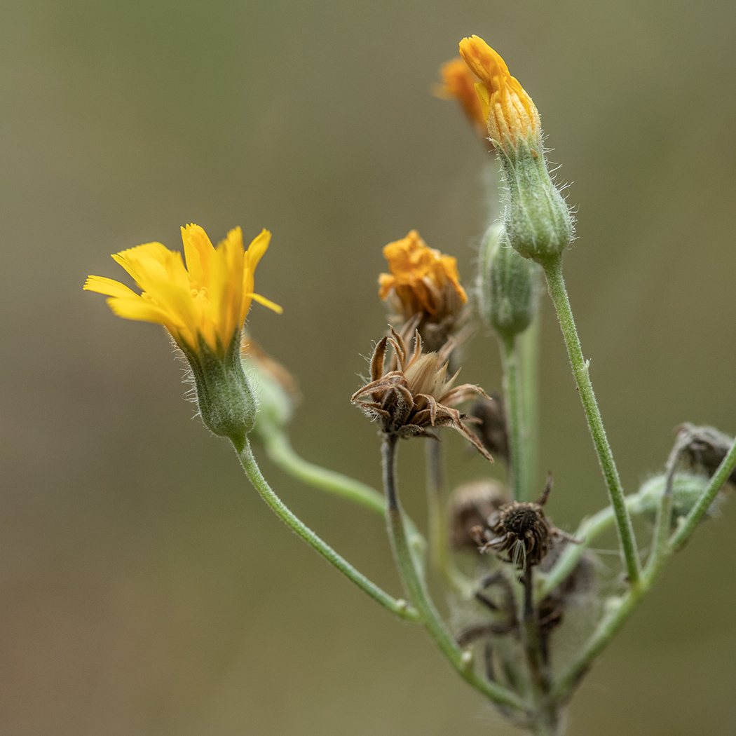 Изображение особи Pilosella echioides.