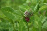 Trifolium pratense. Верхушка зацветающего побега. Костромская обл., Судиславский р-н, окр. дер. Антипино, обочина полевой дороги. 25.06.2017.