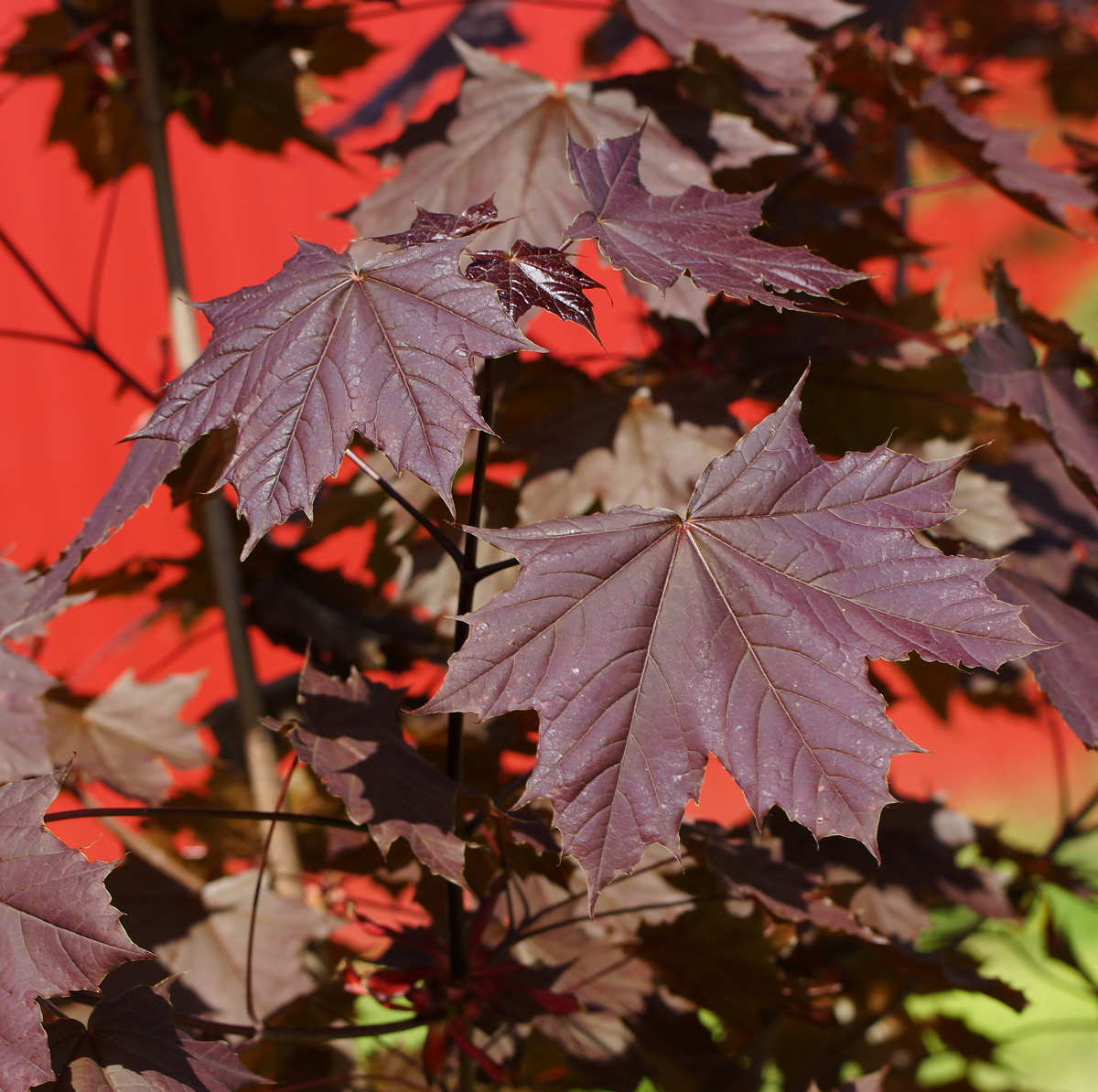 Image of Acer platanoides specimen.