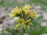 genus Vincetoxicum. Соцветие с притаившимся муравьём. Горный Крым, Ялтинская яйла, южный склон, каменная осыпь. 09.06.2012.