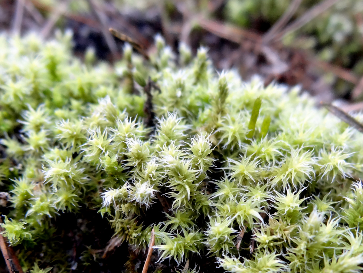 Image of Niphotrichum canescens specimen.