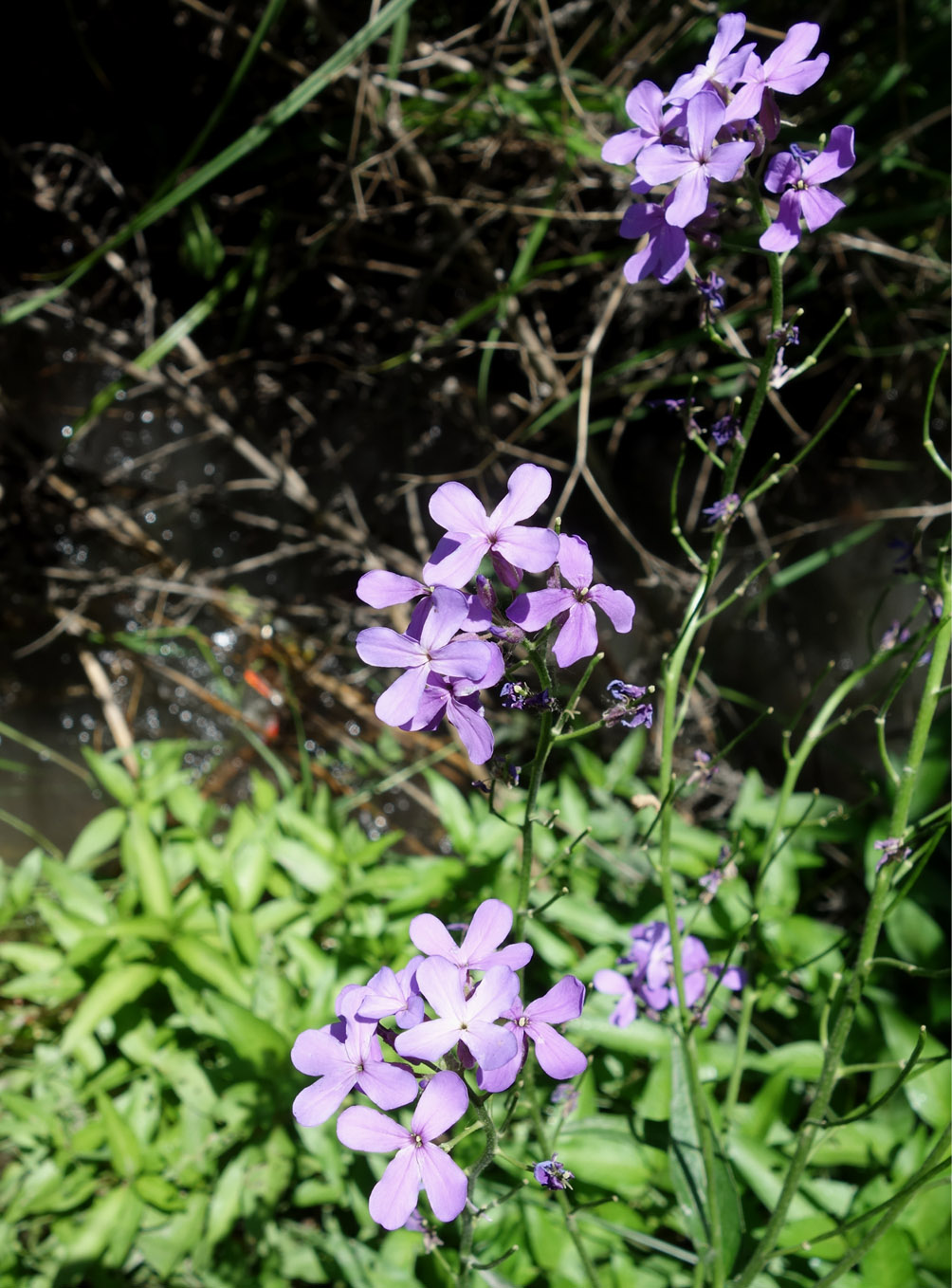 Image of Hesperis sibirica specimen.