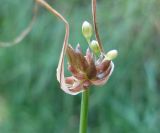 Allium oleraceum. Раскрывающееся соцветие с бутонами и луковичками. Украина, Черкасская обл., Каневский р-н, Региональный ландшафтный парк \"Трахтемиров\", обочина грунтовой дороги. 3 июля 2010 г.