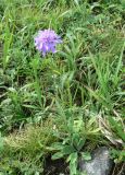 Scabiosa lachnophylla