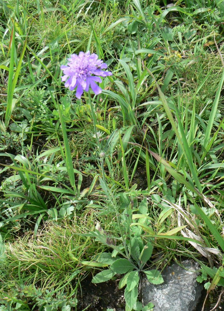 Image of Scabiosa lachnophylla specimen.