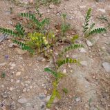 Astragalus boeticus