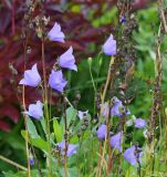 Campanula persicifolia