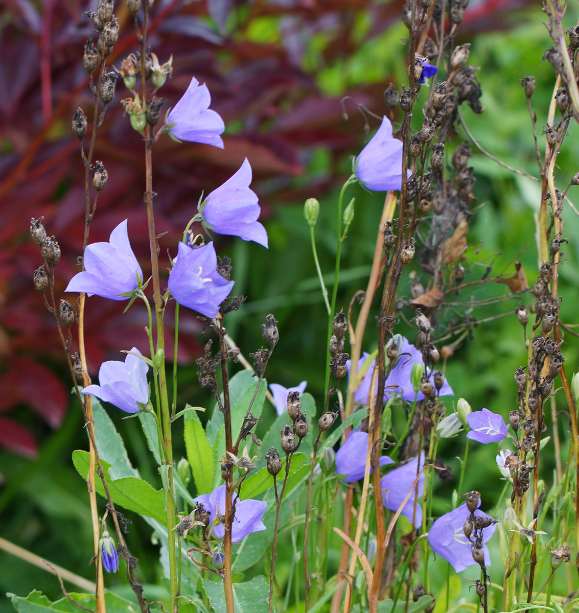 Image of Campanula persicifolia specimen.