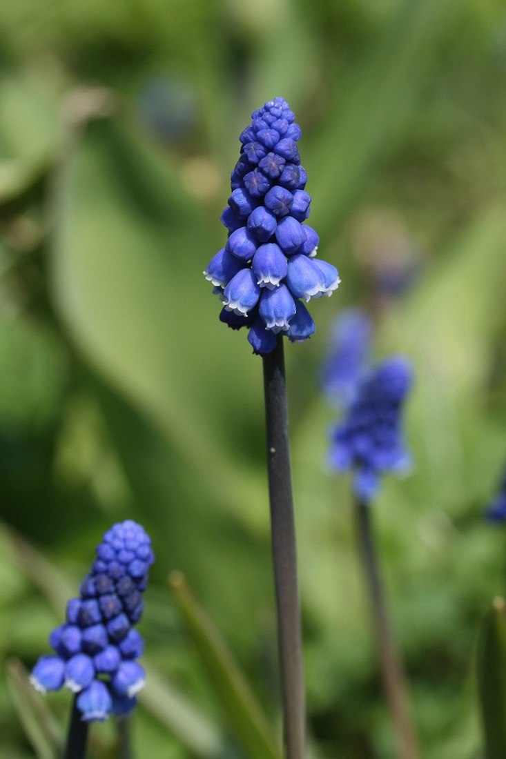 Изображение особи Muscari botryoides.