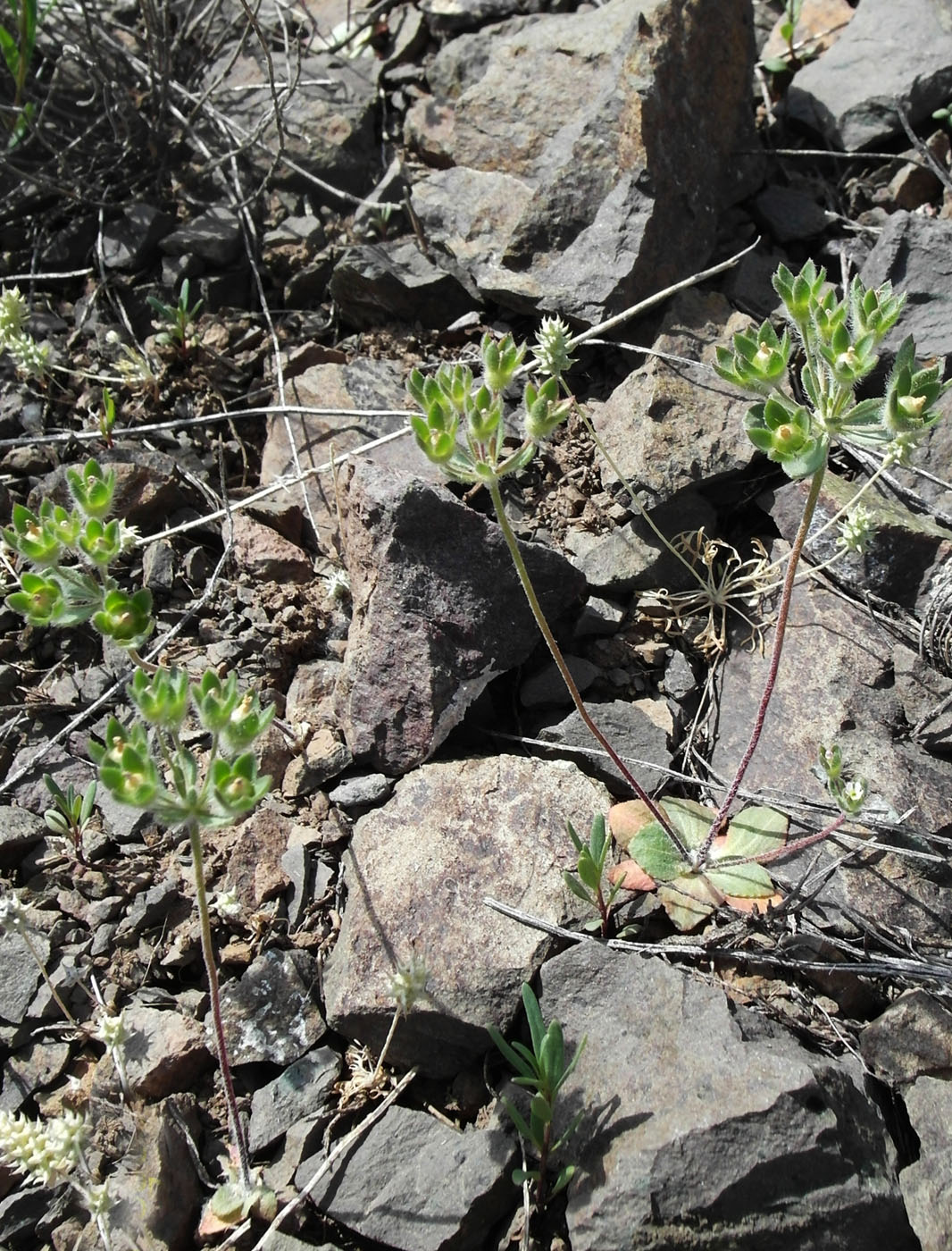 Image of Androsace maxima specimen.