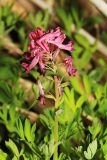 Corydalis buschii. Соцветие. Приморский край, окр. г. Владивосток, в зарослях тростника на песчаных отложениях в пойме реки. 19.05.2020.