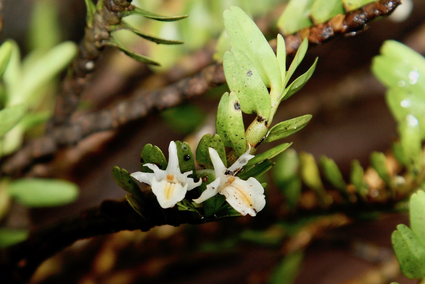 Image of Dendrobium pahangense specimen.