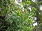 Rhodiola iremelica