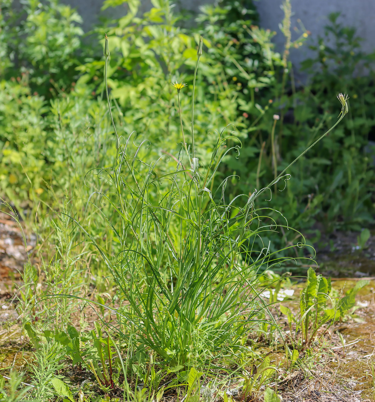 Изображение особи Tragopogon pratensis.