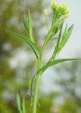 genus Camelina