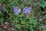 Geranium collinum