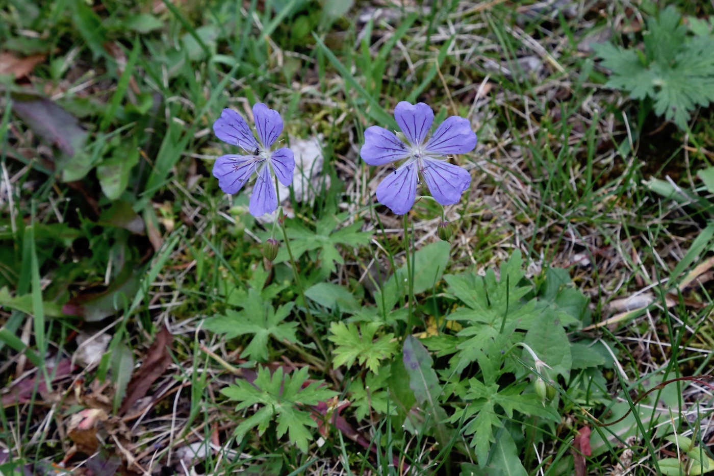 Image of Geranium collinum specimen.